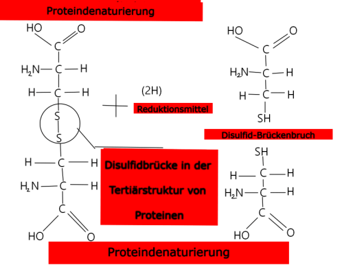 Proteindenaturierung Disulfatbrücke